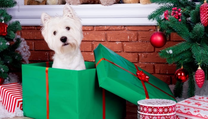 Reasons Why You Shouldn’t Gift Dogs for Christmas
