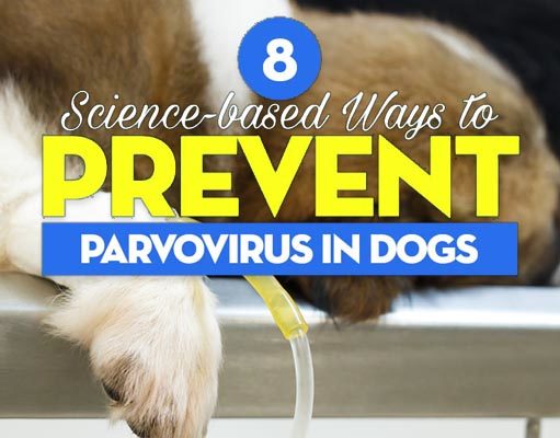 8 Science-based Ways to Treat and Prevent Parvovirus in Dogs Science Ways Prevent Parvovirus in Dogs
