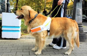 Seeing Eye Dog Adoption: Everything You Must Know First Seeing Eye Dog Adoption