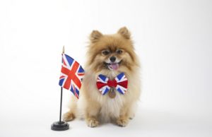 35 Most Popular Dog Breeds in the UK Top Dog Breeds in the UK
