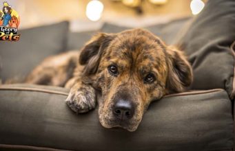 TOP #38: Pet Trainer’s Tips on Dealing With Anxiety in Dogs Trainer Tips on Dealing With Anxiety in Dogs