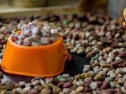 TOP #37: Wet vs Dry Dog Food ft. Dr Jennifer Adolphe, PhD Wet vs Dry Dog Food