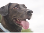 Loving Dog Predicts Owner’s Pregnancy Loving Dog Predicts Owner’s Pregnancy