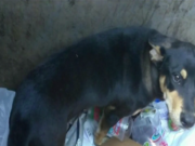 Dog Found Dying in a Dumpster Gets a Home for Christmas Dog Found Dying in a Dumpster Gets a Home for Christmas