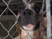 Dog Whose Death Was Faked Is Now Home Safe Dog Whose Death Was Faked Is Now Home Safe