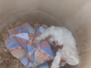 Dog Miraculously Survives Being Impaled by Pipe Underground Dog Miraculously Survives Being Impaled by Pipe Underground