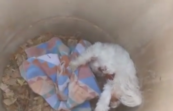 Dog Miraculously Survives Being Impaled by Pipe Underground Dog Miraculously Survives Being Impaled by Pipe Underground