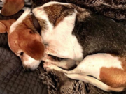 Meghan Markle Devastated Over the Injury of Her Rescued Dog Meghan Markle Devastated Over the Injury of Her Rescued Dog