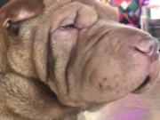 Dog Survives Surgery After Eating 21 Pacifiers Dog Survives Surgery After Eating 21 Pacifiers