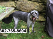 Woman Searches for Her Lost Dog and Finds 8 Others in the Process Woman Searches For Her Lost Dog and Finds 8 Others In the Process