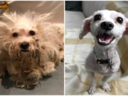 “From Rags to Riches” – Watch the Unbelievable Transformation of an Abused Dog “From Rags to Riches” - Watch the Unbelievable Transformation of an Abused Dog