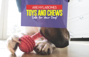 Are Nylabones Safe for Dogs and Puppies? Are Nylabone Dog Toys Safe for Dogs and Puppies