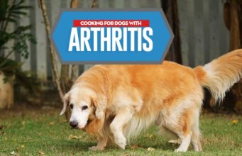How You Should Feed Dogs With Arthritis Arthritis Diet for Dogs