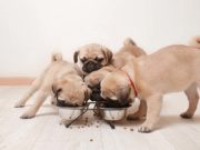 5 Best Dog Foods for Pugs Best Dog Food for Pugs in 2020 - How to Feed and What to Feed Pugs featured image