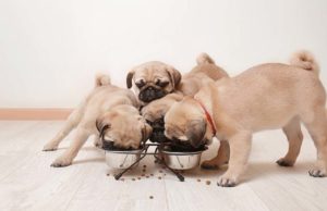 5 Best Dog Foods for Pugs Best Dog Food for Pugs in 2020 - How to Feed and What to Feed Pugs featured image