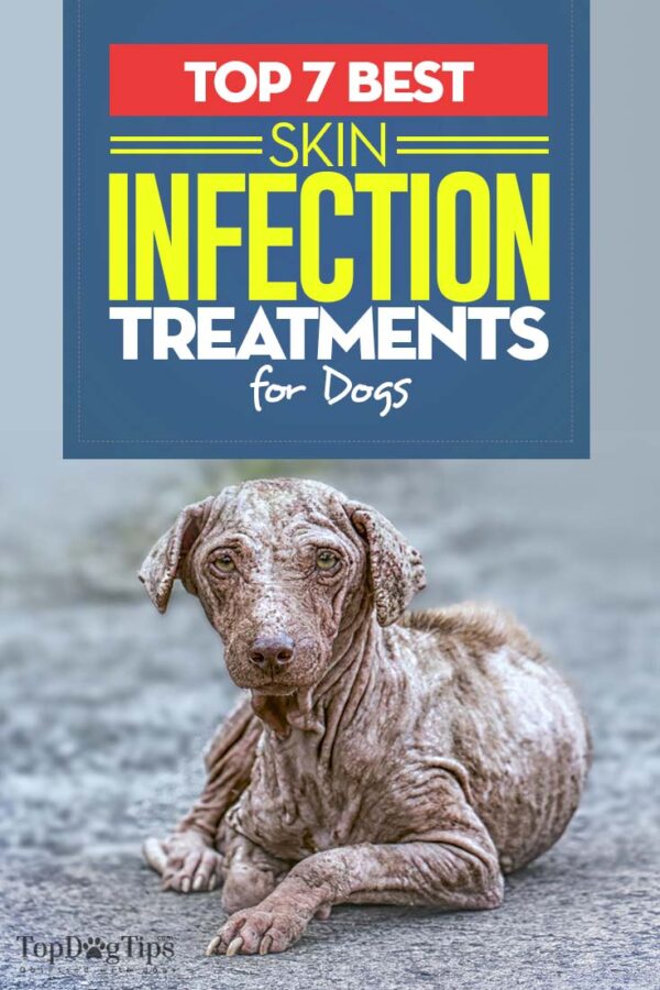 DOG INFECTION TREATMENT HOME intelligence overview