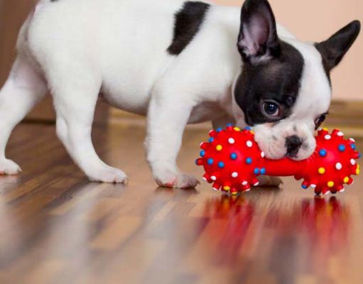 The Best Dog Toy Review Best Dog Toy for Dogs