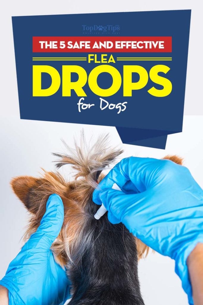 Best Flea Drops for Dogs That Are Safe and Effective