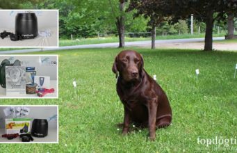 10 Best Invisible Dog Fences: In-ground vs. Wireless Best Invisible Dog Fences That Are Safer for Dogs