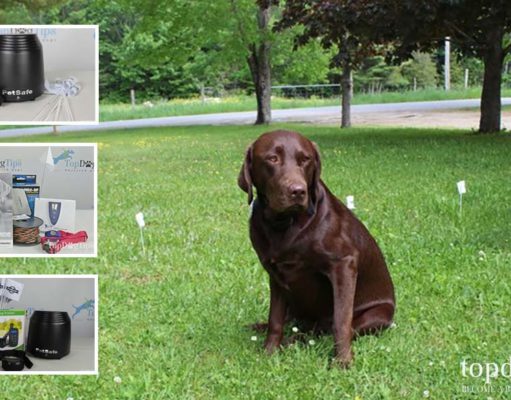 10 Best Invisible Dog Fences: In-ground vs. Wireless Best Invisible Dog Fences That Are Safer for Dogs