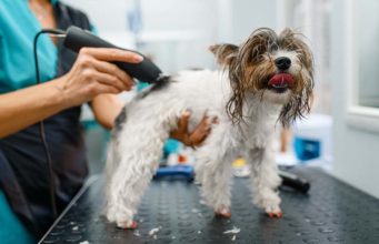 35 Best Professional Dog Clippers for Grooming Dogs in 2024 Best Professional Dog Clippers for Grooming Dogs in 2020