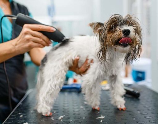 35 Best Professional Dog Clippers for Grooming Dogs in 2024 Best Professional Dog Clippers for Grooming Dogs in 2020