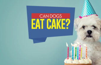 Can Dogs Eat Cake? Can I give my dog cake