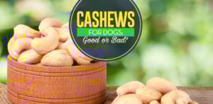 Cashews and Dogs: Can Dogs Eat Cashews and How Much?
