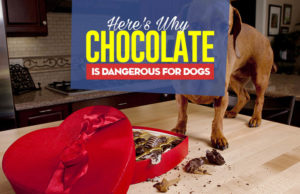Why Is Chocolate Bad for Dogs? Can I give my dog chocolate