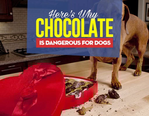 Why Is Chocolate Bad for Dogs? Can I give my dog chocolate