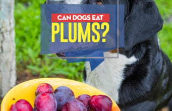 Can Dogs Eat Plums? Can I give my dog plums