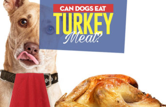 Can Dogs Eat Turkey Meat? Can I give my dog turkey
