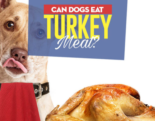 Can Dogs Eat Turkey Meat? Can I give my dog turkey