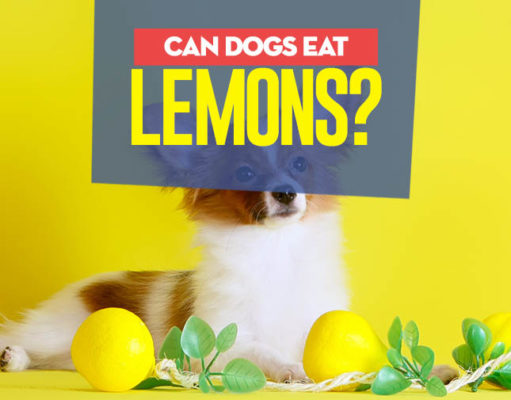 Can Dogs Eat Lemons? Can dogs have lemon