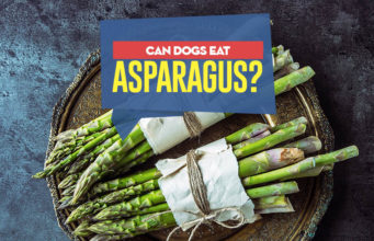 Can Dogs Eat Asparagus? Can my dog eat asparagus