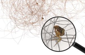 DIY Homemade Flea Trap: A Cheap and Easy Way to Catch Fleas at Home DIY Homemade Flea Trap