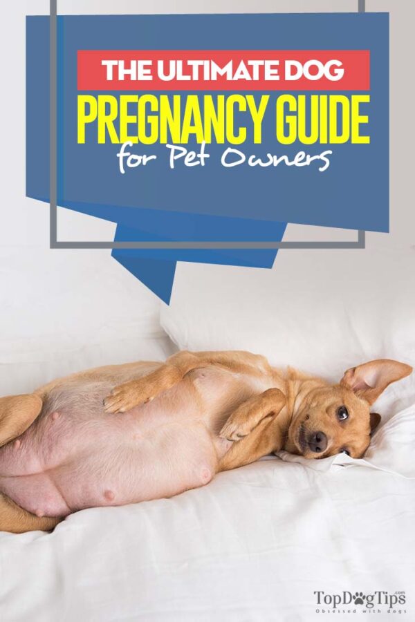 Illustration of How Long Dogs Are Pregnant