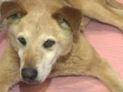 Dog Frozen to the Ground Miraculously Survives Dog Frozen to the Ground Miraculously Survives