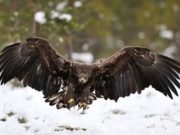 Small Dog Gets Taken by Raptor – and Survives Dog Gets Taken by Raptor Eagle