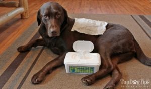 EarthBath Grooming Wipes for dogs