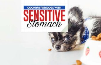 How to Feed Dogs with Sensitive Stomachs Feeding Dogs with Sensitive Stomachs featured image