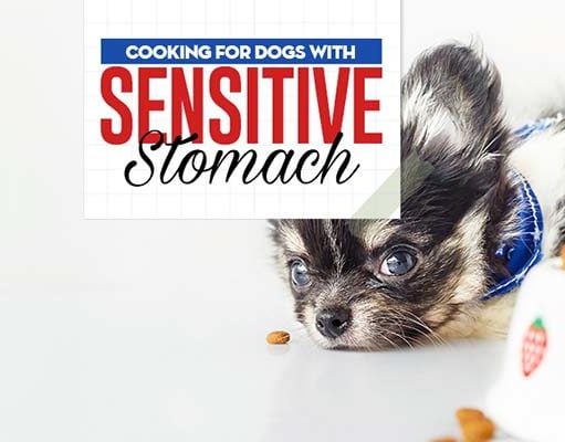 How to Feed Dogs with Sensitive Stomachs Feeding Dogs with Sensitive Stomachs featured image