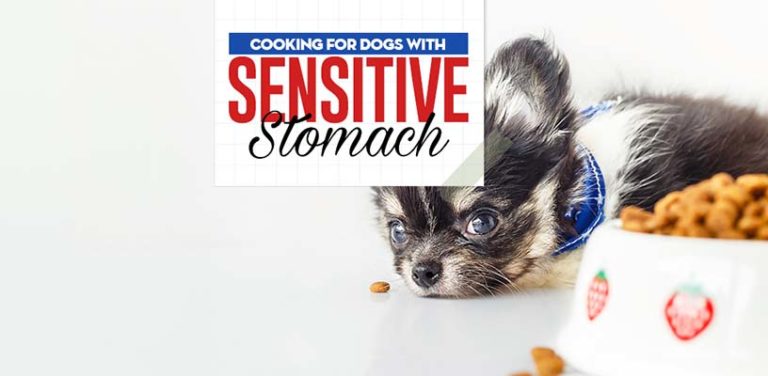 Curated visual reference: Vet S Guide On How To Feed Dogs With Sensitive Photo Inspiration