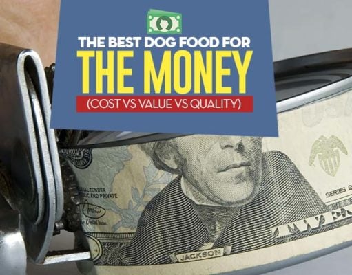 The Best Dog Food for the Money: 17 Brands Worth Their Price (from Cheap to Costly) Find Best Dog Food for the Money