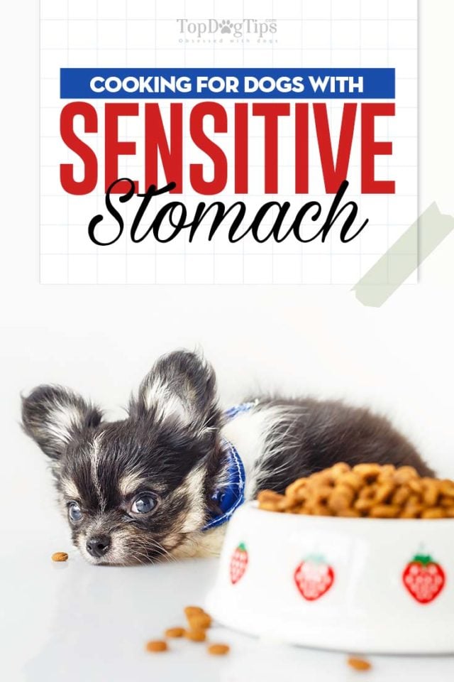 Vet's Guide on How to Feed Dogs with Sensitive Stomach