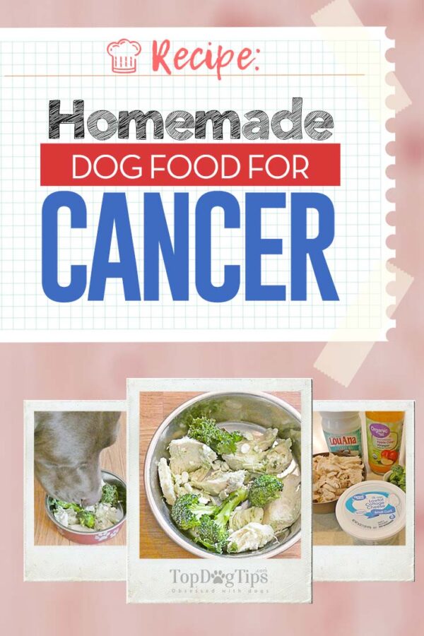 Image showcasing Homemade Dog Food for Cancer Recipe