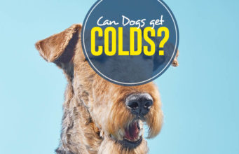 Can Dogs Get Colds? What to Know and Do for Dog Colds How Can Dogs Get Colds