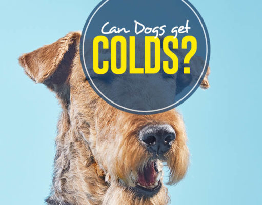 Can Dogs Get Colds? What to Know and Do for Dog Colds How Can Dogs Get Colds