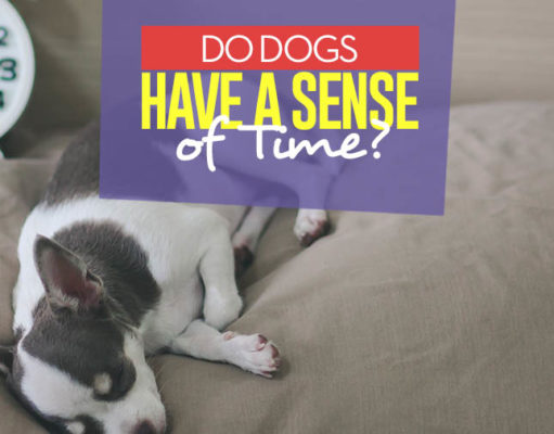Do Dogs Have A Sense of Time? How Do Dogs Have A Sense of Time