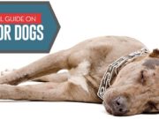 How to Do CPR On a Dog How to Do CPR on a Dog